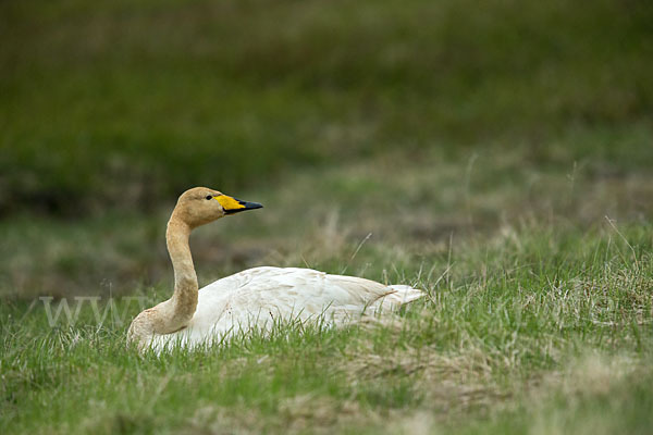 Singschwan (Cygnus cygnus)