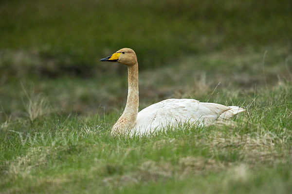 Singschwan (Cygnus cygnus)