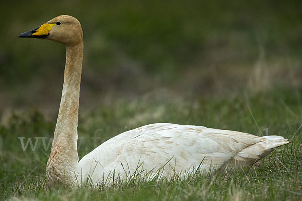 Singschwan (Cygnus cygnus)