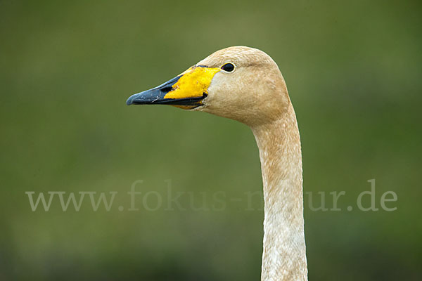 Singschwan (Cygnus cygnus)