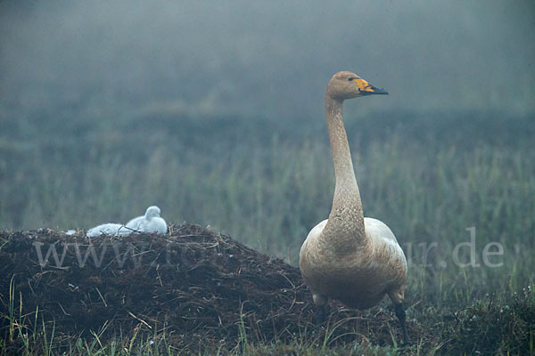 Singschwan (Cygnus cygnus)