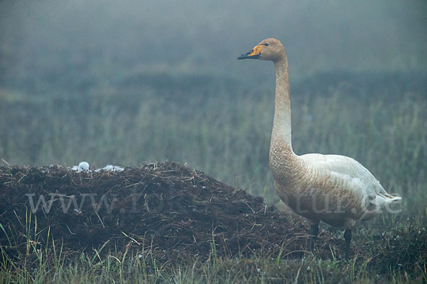 Singschwan (Cygnus cygnus)