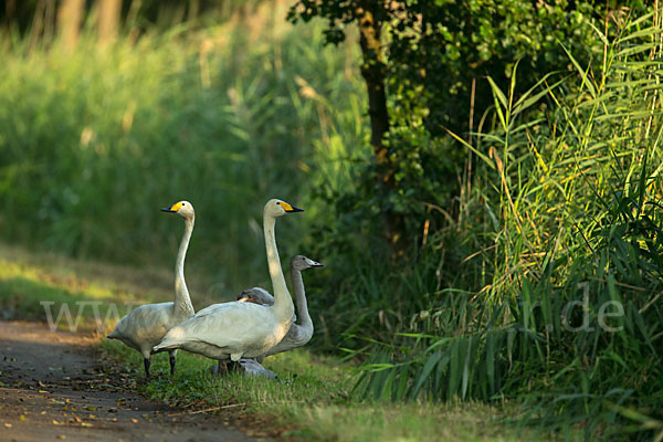 Singschwan (Cygnus cygnus)