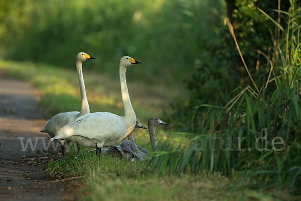 Singschwan (Cygnus cygnus)