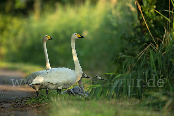 Singschwan (Cygnus cygnus)