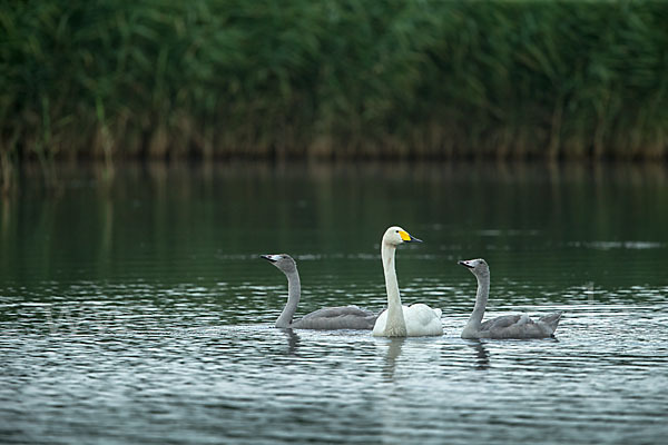 Singschwan (Cygnus cygnus)