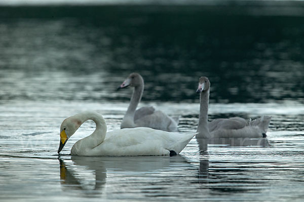 Singschwan (Cygnus cygnus)