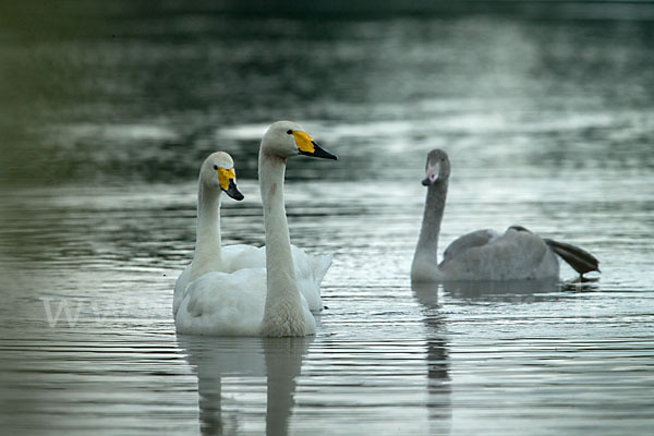 Singschwan (Cygnus cygnus)