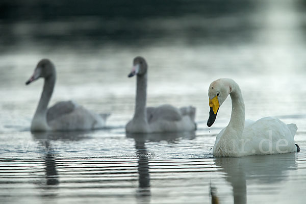 Singschwan (Cygnus cygnus)