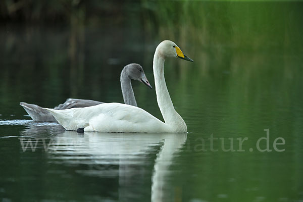 Singschwan (Cygnus cygnus)