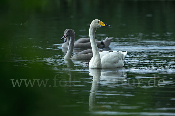 Singschwan (Cygnus cygnus)