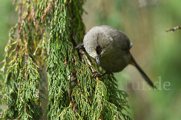 Singtimalie (Parophasma galinieri)