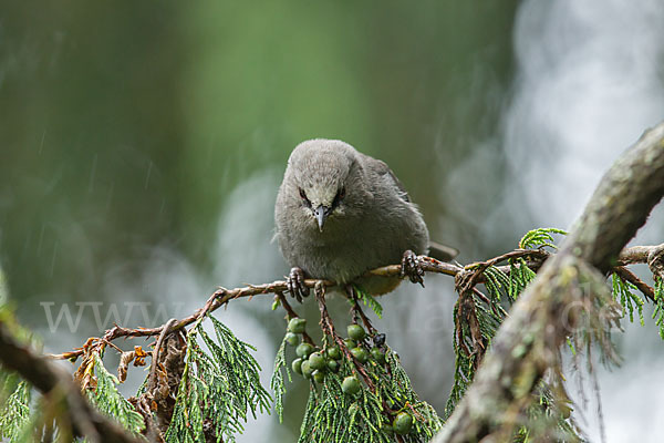 Singtimalie (Parophasma galinieri)