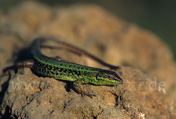 Sizilianische Mauereidechse (Podarcis wagleriana)