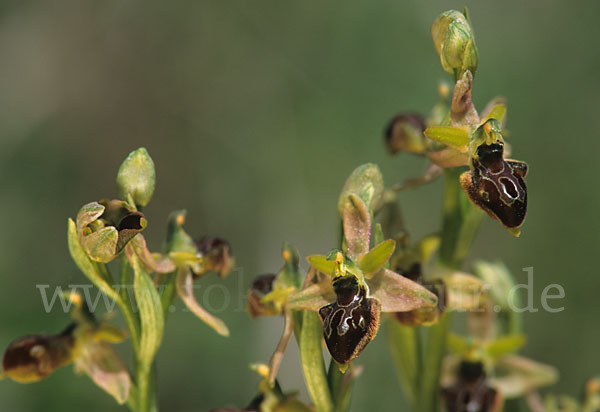 Sizilische Ragwurz (Ophrys sphegodes ssp. Sicula)