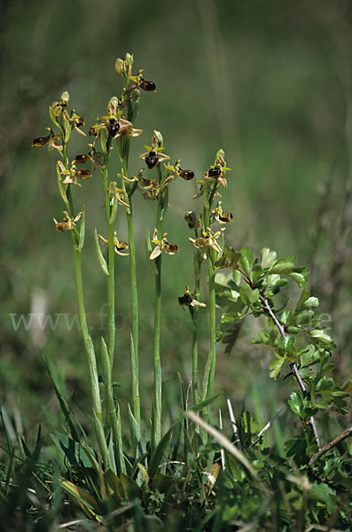 Sizilische Ragwurz (Ophrys sphegodes ssp. Sicula)