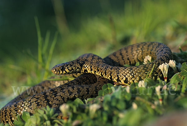 Sizillianische Ringelnatter (Natrix natrix sicula)