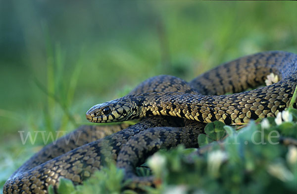 Sizillianische Ringelnatter (Natrix natrix sicula)