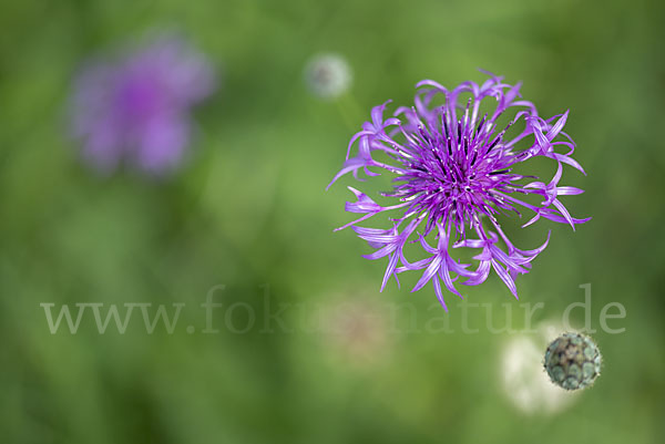 Skabiosen-Flockenblume (Centaurea scabiosa)