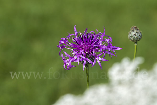 Skabiosen-Flockenblume (Centaurea scabiosa)