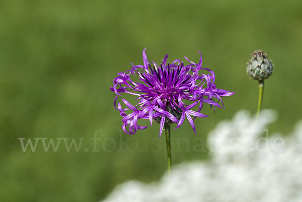 Skabiosen-Flockenblume (Centaurea scabiosa)