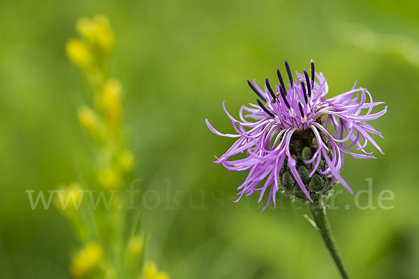 Skabiosen-Flockenblume (Centaurea scabiosa)