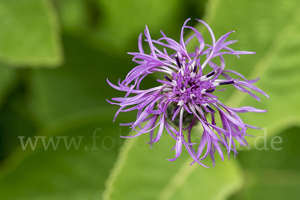 Skabiosen-Flockenblume (Centaurea scabiosa)