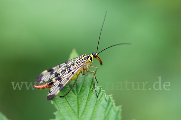 Skorpionsfliege (Panorpa communis)