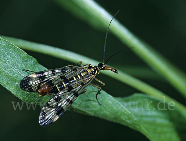 Skorpionsfliege spec. (Panorpa spec.)