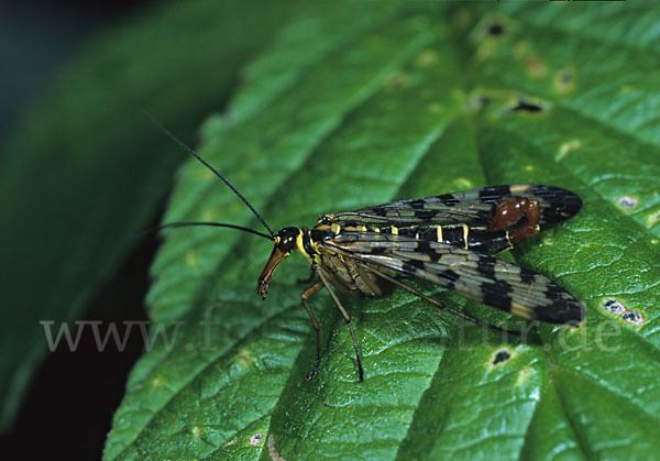 Skorpionsfliege spec. (Panorpa spec.)