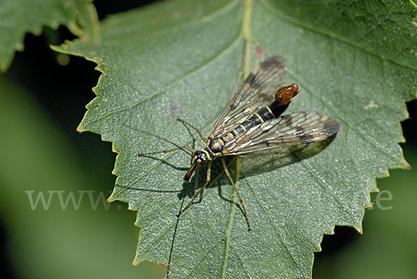 Skorpionsfliege spec. (Panorpa spec.)