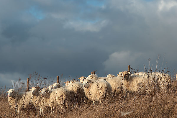 Skudde (Ovis gmelini aries sspec.1)