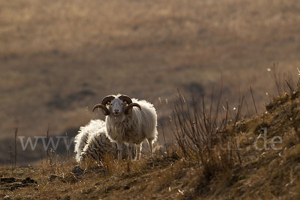 Skudde (Ovis gmelini aries sspec.1)