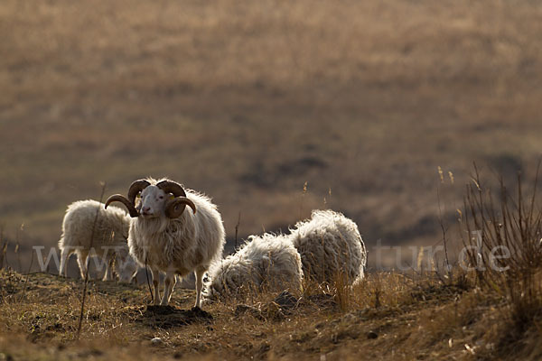 Skudde (Ovis gmelini aries sspec.1)