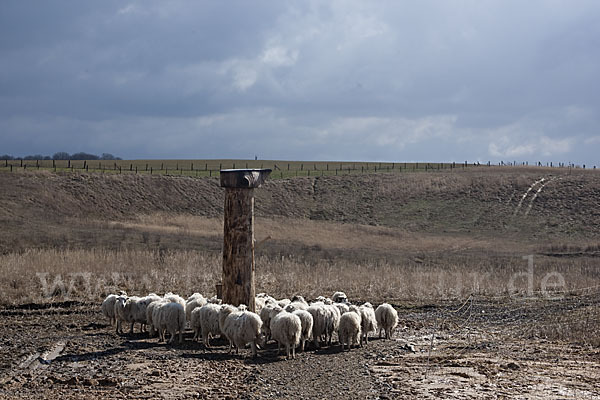 Skudde (Ovis gmelini aries sspec.1)