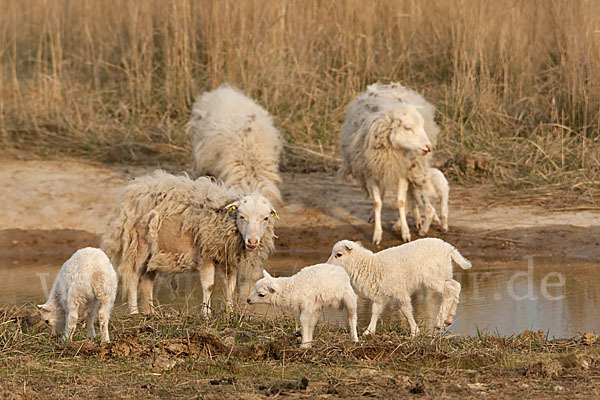 Skudde (Ovis gmelini aries sspec.1)