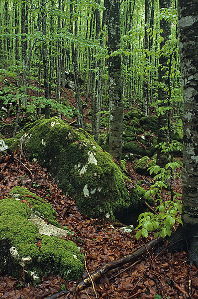 Slowenien (Slovenia)