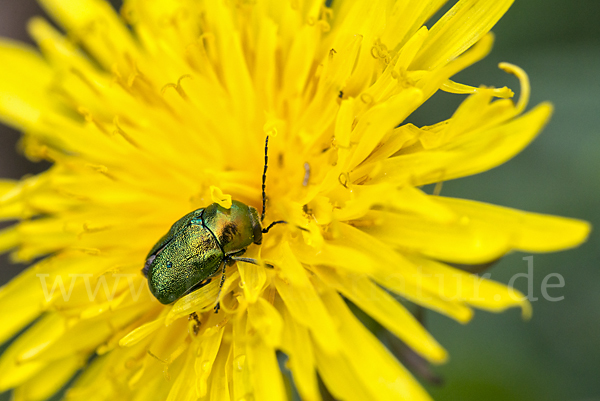 Smaragd-Fallkäfer (Cryptocephalus aureolus)