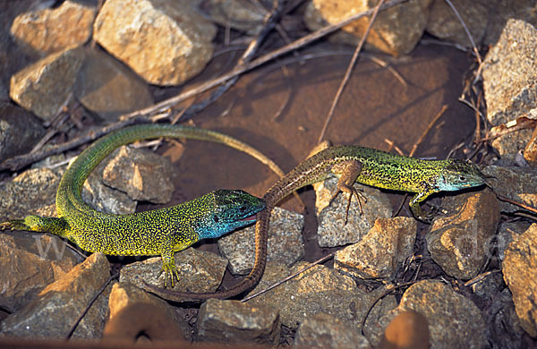 Smaragdeidechse (Lacerta viridis)