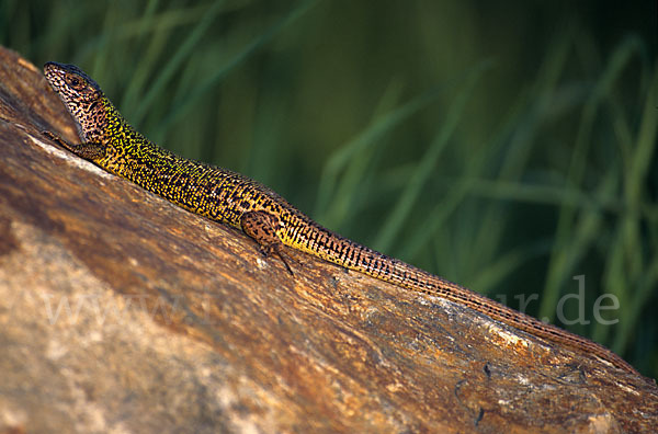 Smaragdeidechse (Lacerta viridis)