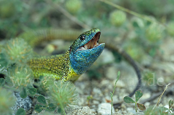 Smaragdeidechse (Lacerta viridis)