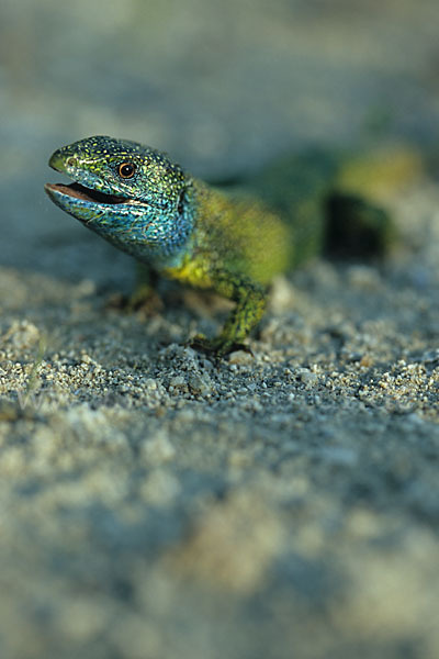 Smaragdeidechse (Lacerta viridis)