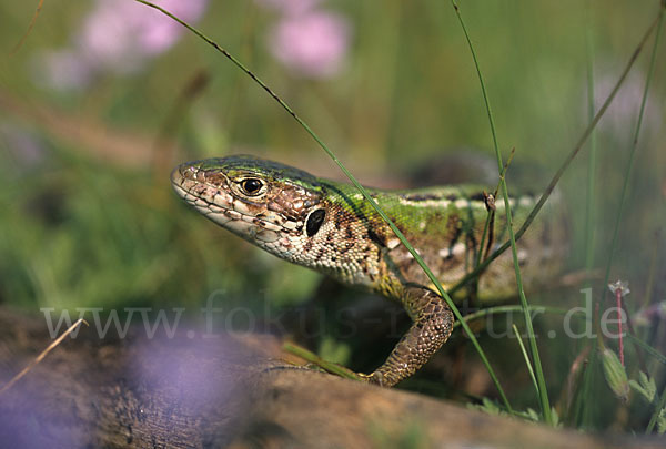 Smaragdeidechse (Lacerta viridis)