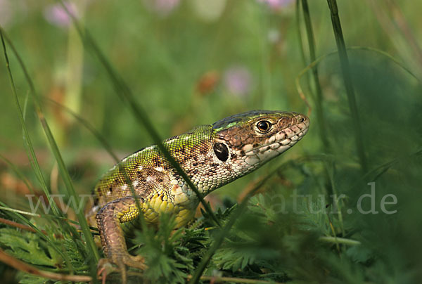 Smaragdeidechse (Lacerta viridis)