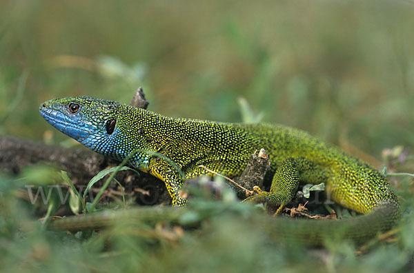 Smaragdeidechse (Lacerta viridis)