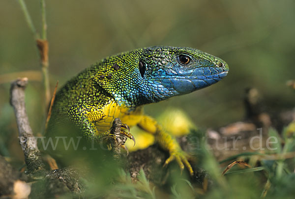 Smaragdeidechse (Lacerta viridis)