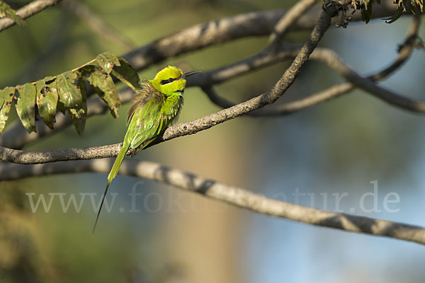 Smaragdspint (Merops orientalis)