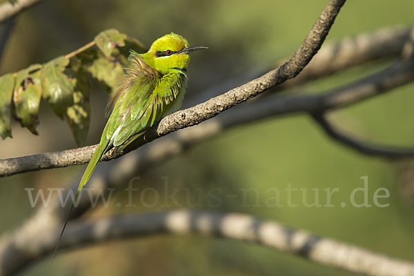 Smaragdspint (Merops orientalis)