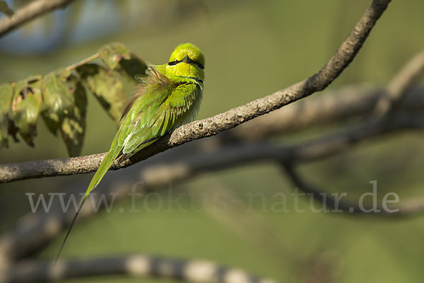 Smaragdspint (Merops orientalis)