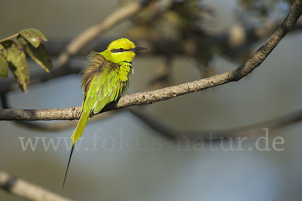 Smaragdspint (Merops orientalis)